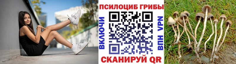 Галлюциногенные грибы Psilocybe  кракен маркетплейс  Тогучин  сколько стоит 